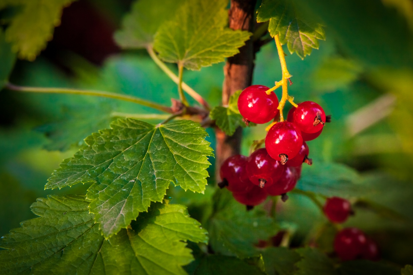 Geschmack des Sommers