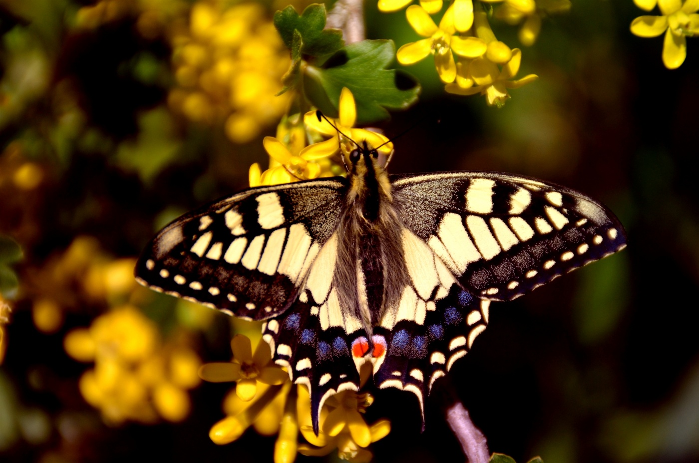 Swallowtail (Schwalbenschwanz vulgaris, lat. Papilio machaon)
