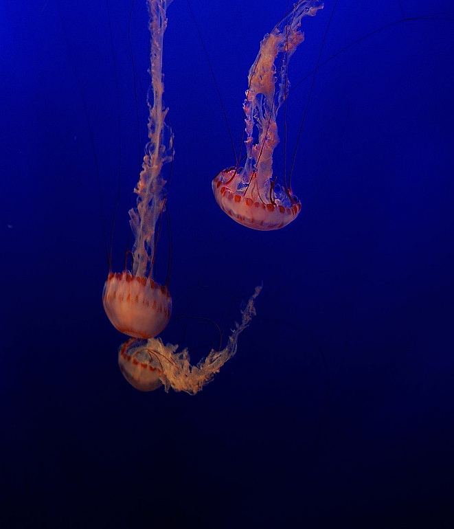 Balearic & Dark Blue