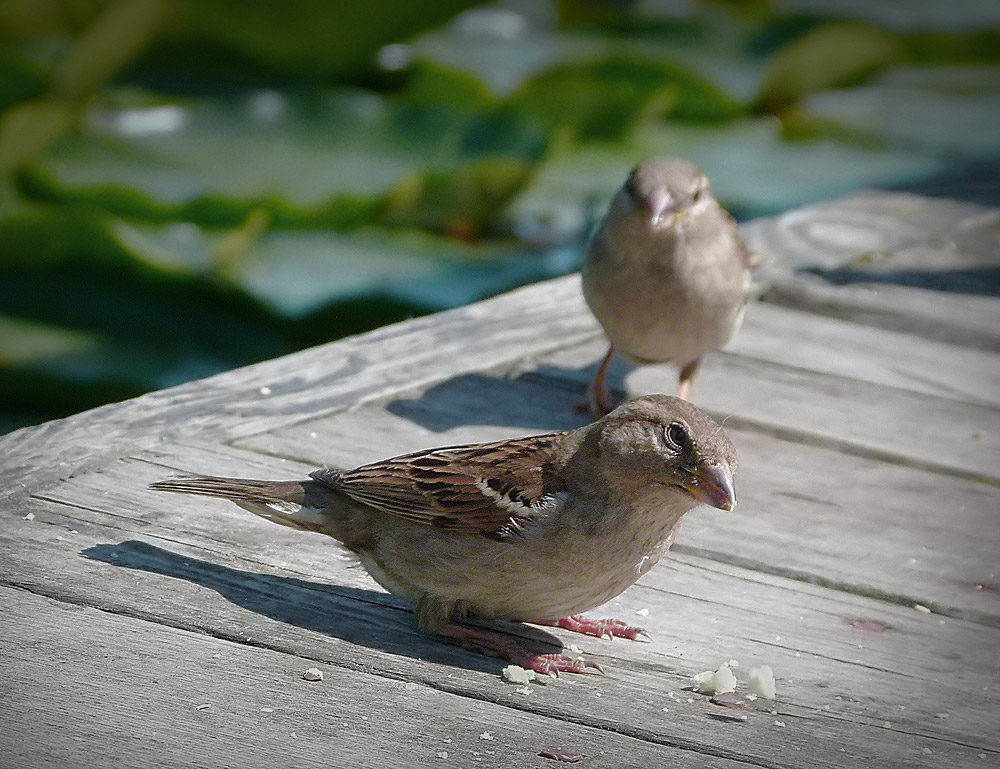 Frühstück essen Sie sich