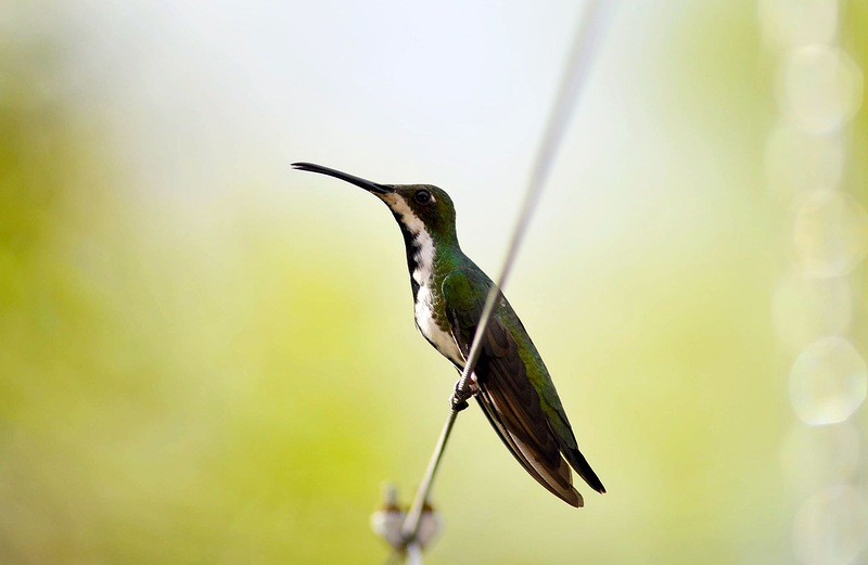 Colibri San Francisco