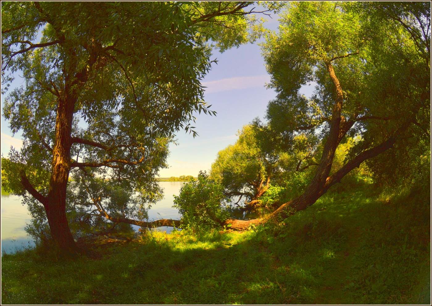 Bäume in der Nähe des Wassers