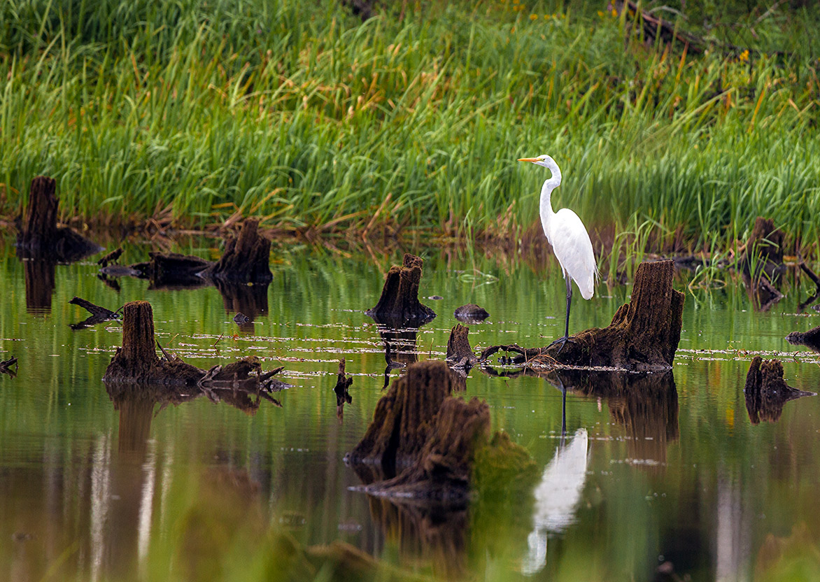 Der schneeweiße Schönheit ...