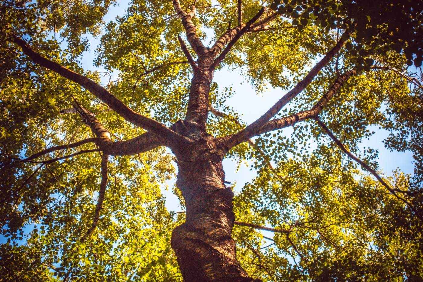 Der Himmel über der Izmailovo Park