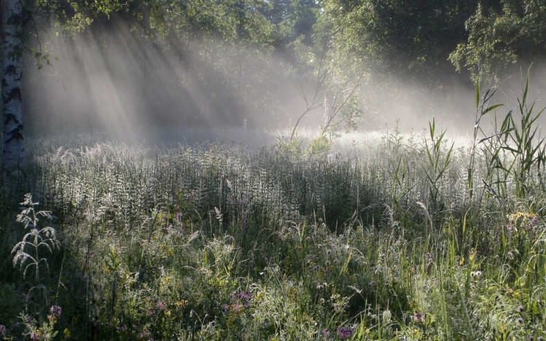 Auf den Wald Sumpf ...