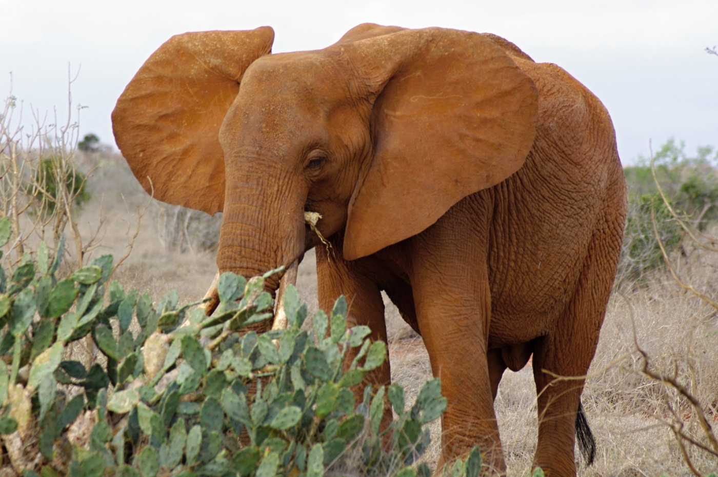 Liebhaber von Kakteen