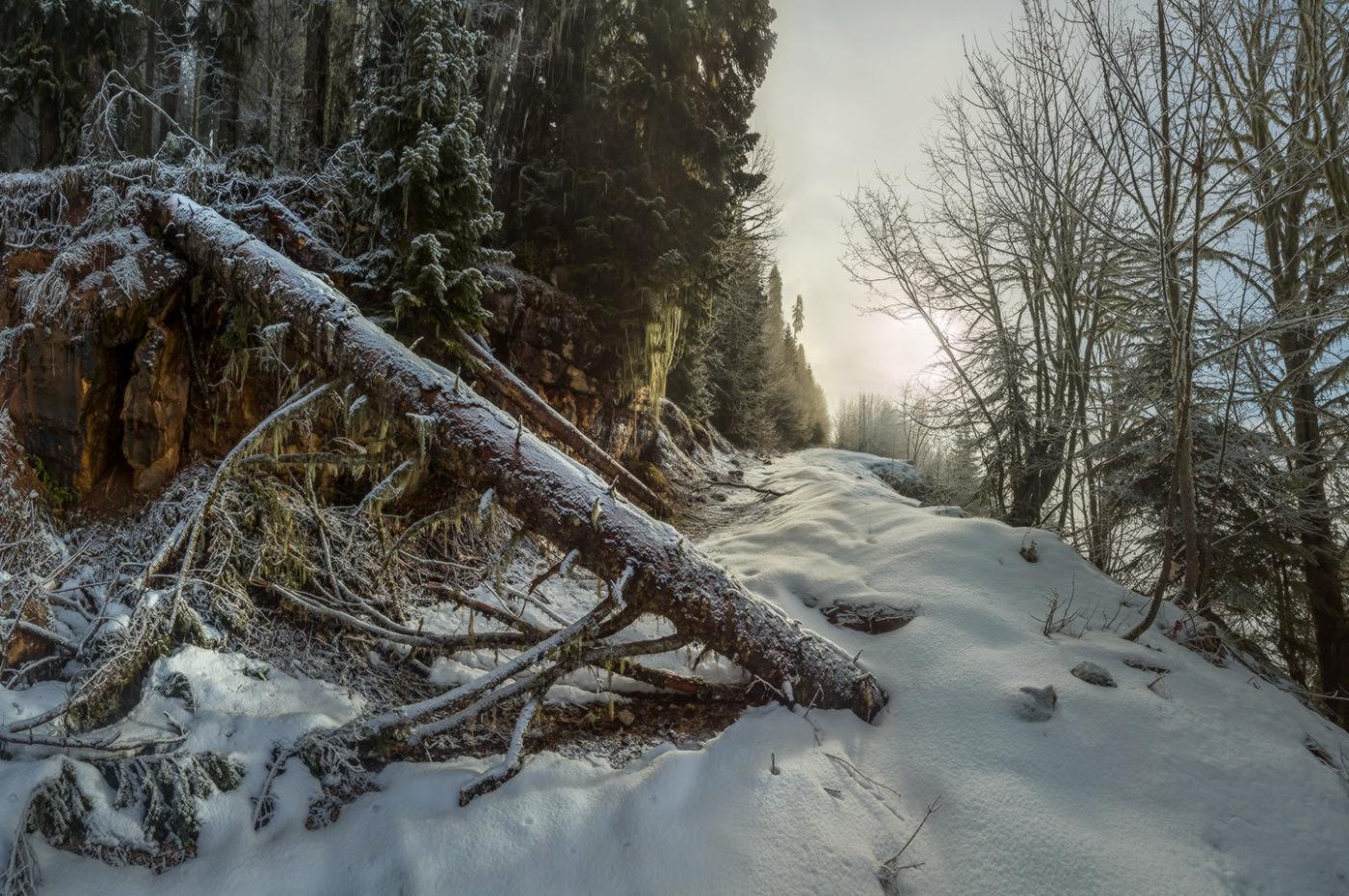 Wald Hindernis auf dem Weg in die Berge.
