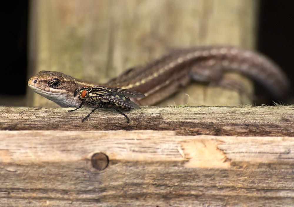 "Und sie nennen Sie Erde Wurm! ,,,"