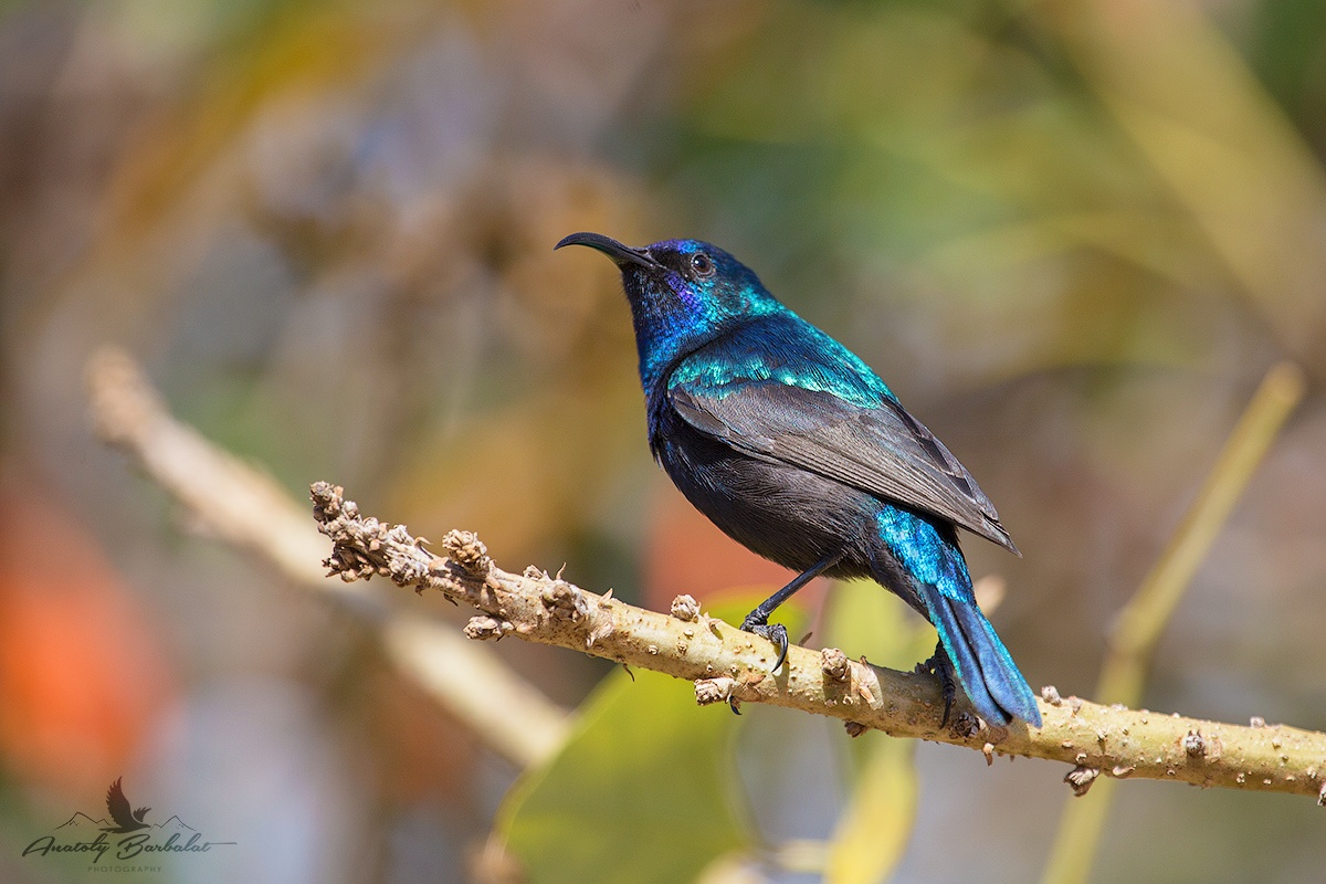 Sunbird