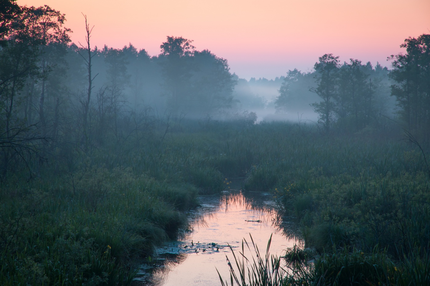 Abend in den Wald Nalibokskaya
