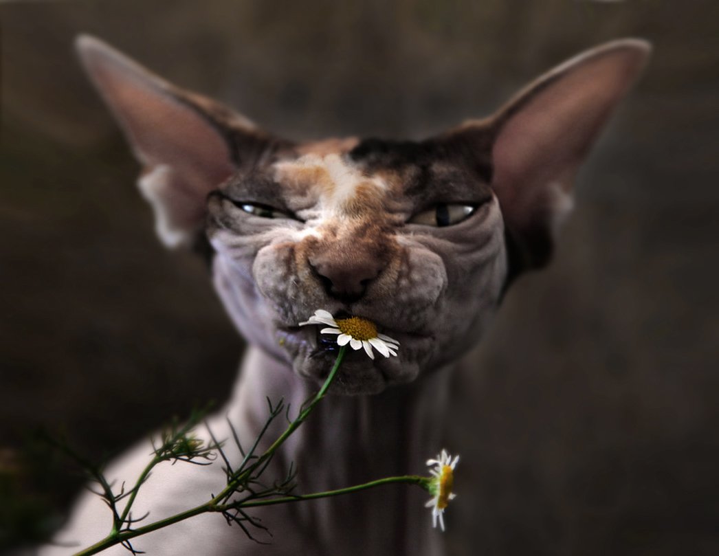 Drei Farben: Weiß Gänseblümchen