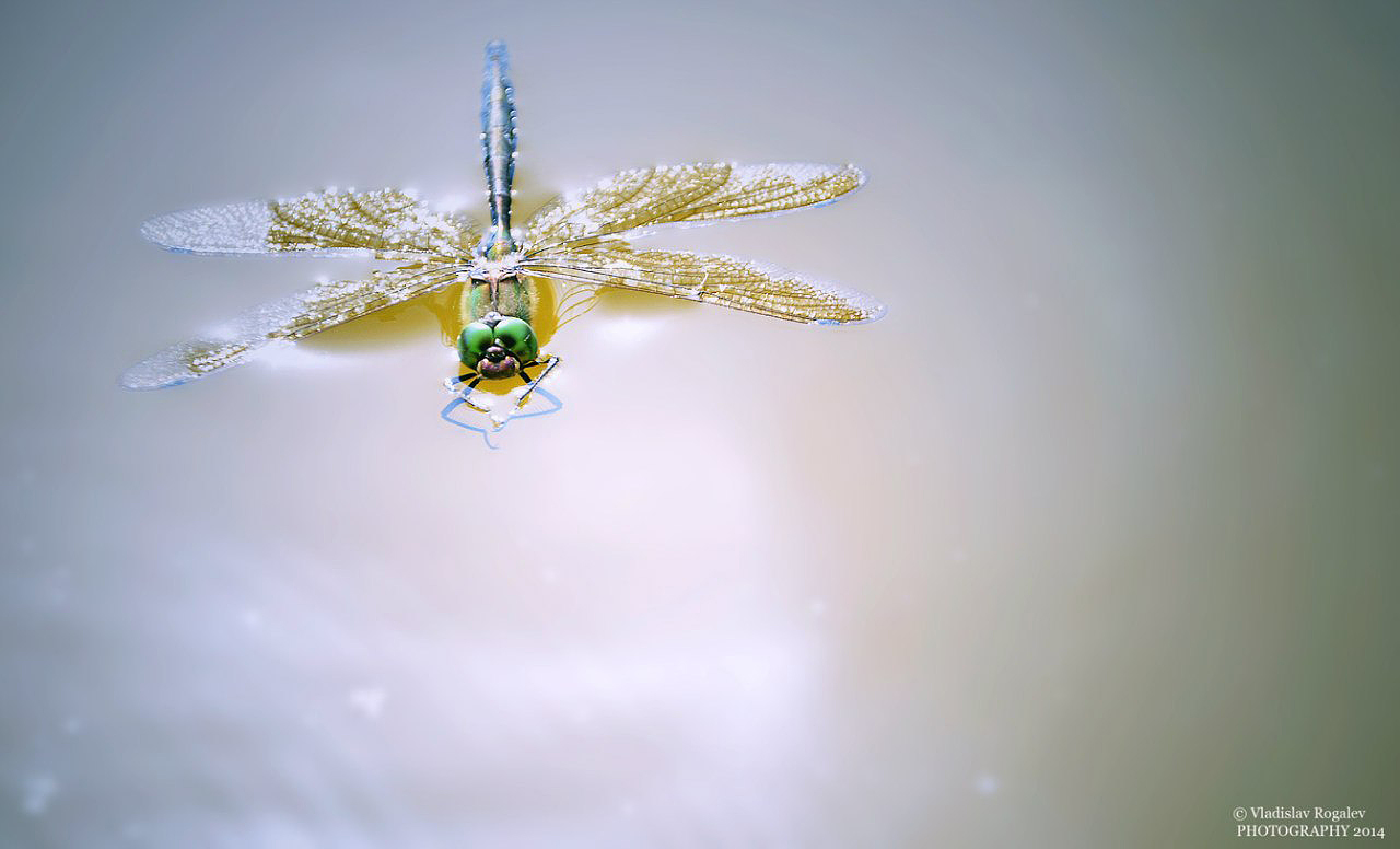 Libelle auf dem Wasser