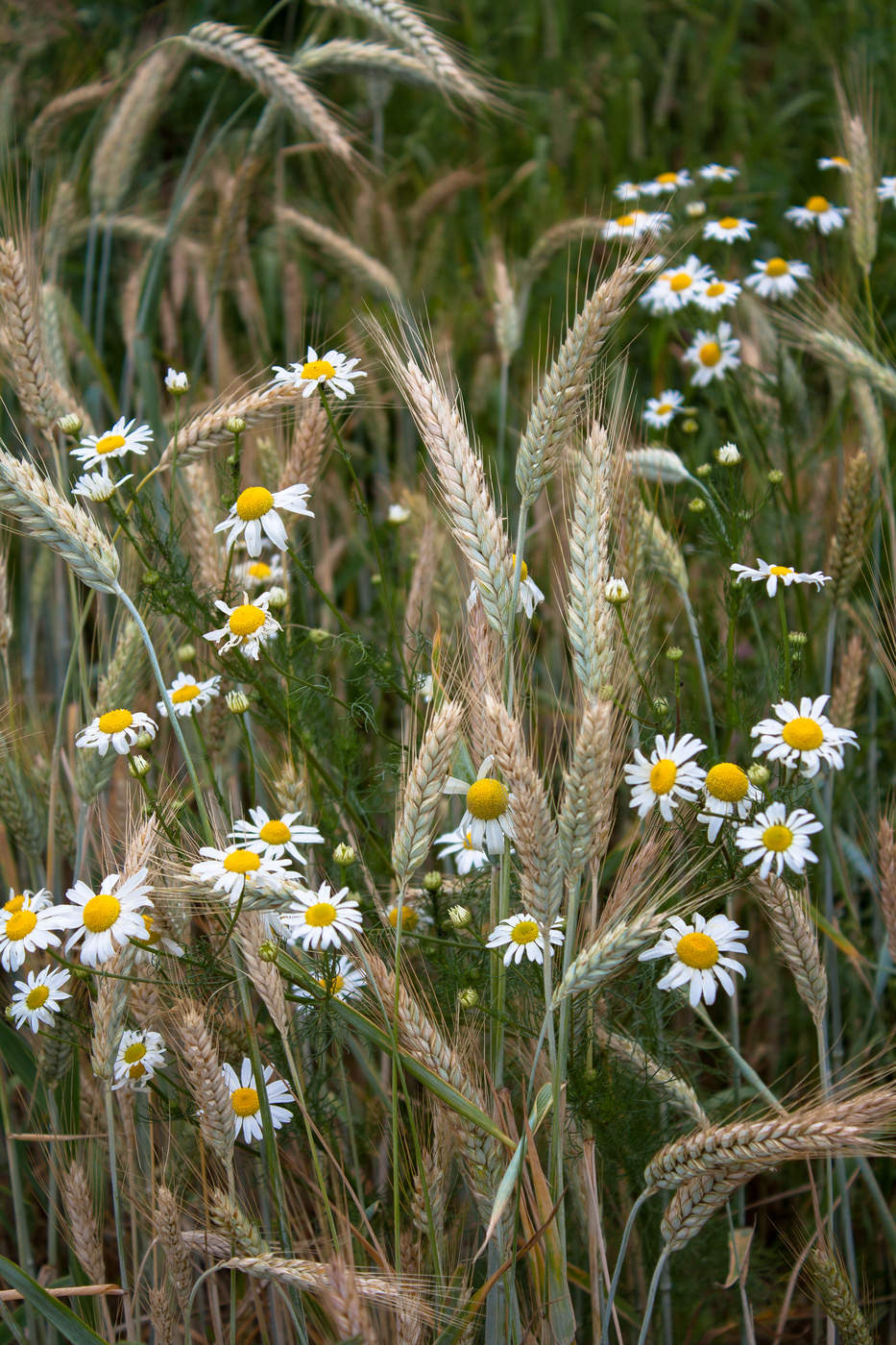 Daisies in the Rye