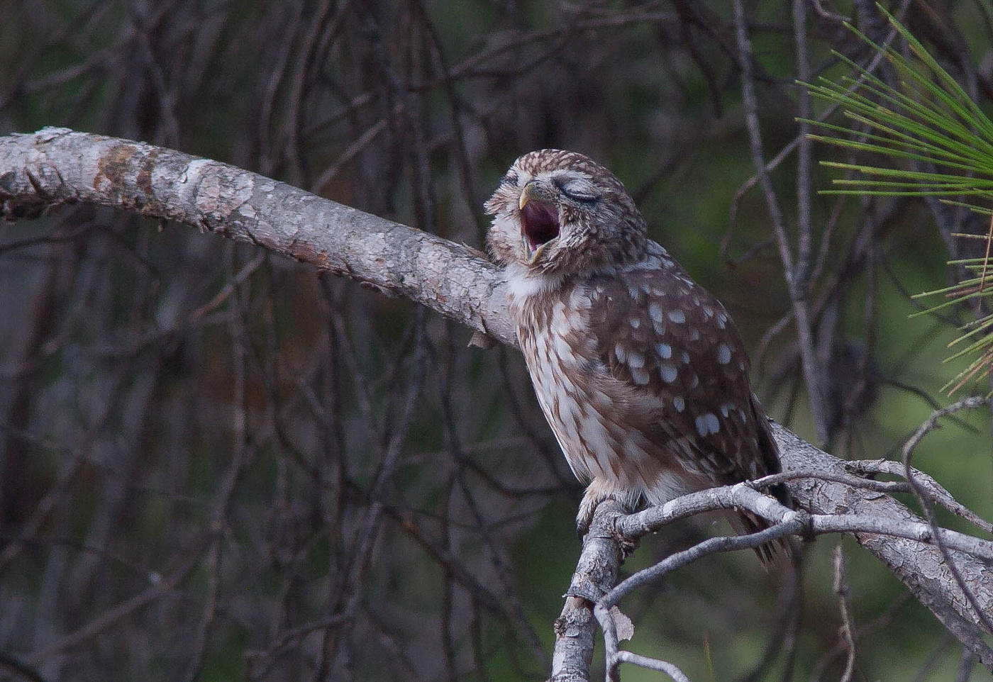 ... "Zevushki 2" ....