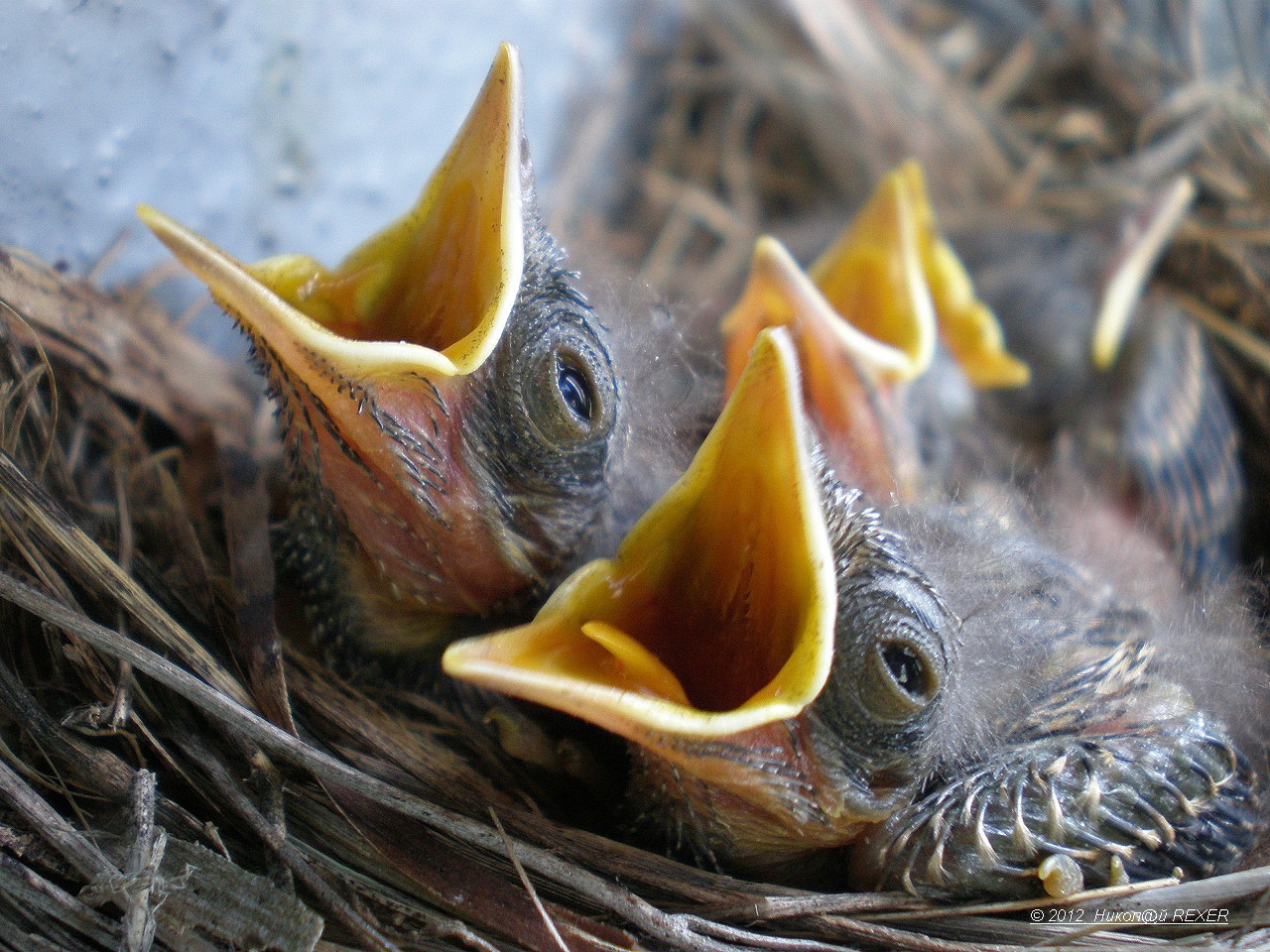 Grün hinter den Ohren