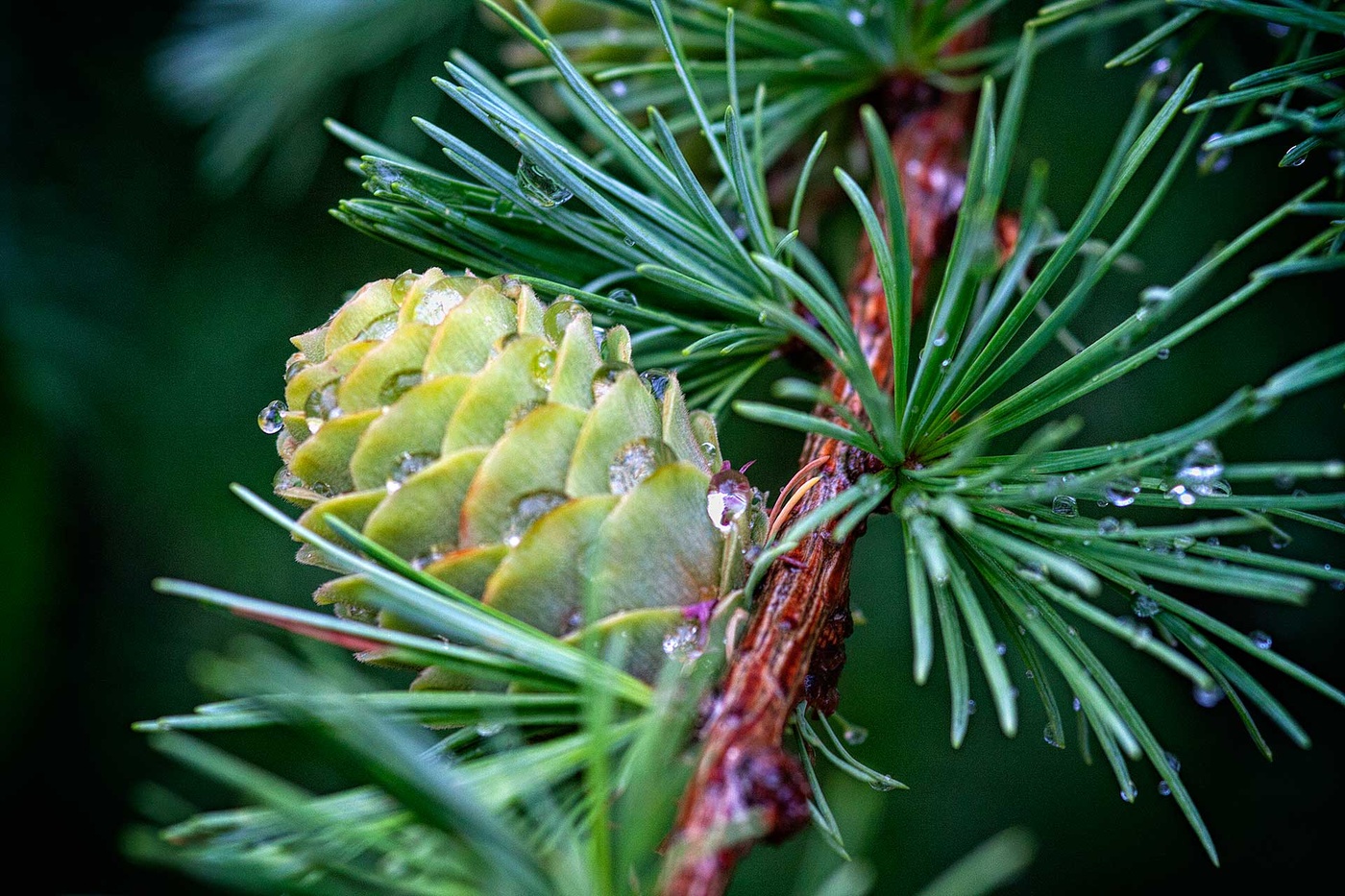 Deren Zapfen in den Wäldern?