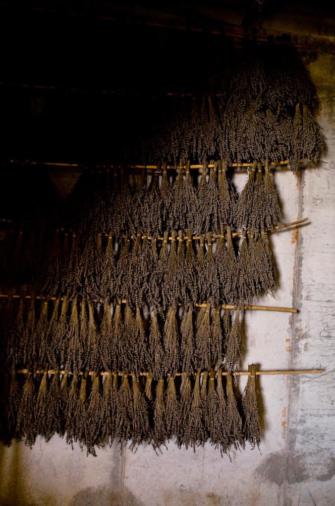 Lavender House, Italien