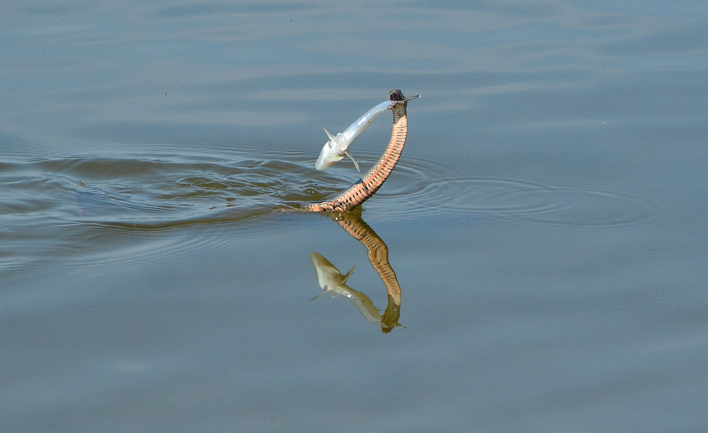 Bereits auf der Jagd