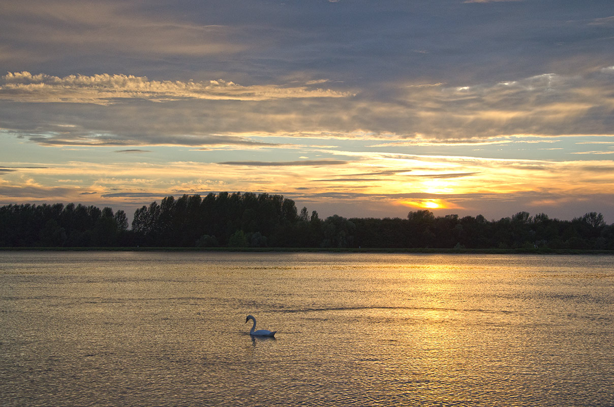 Sommerabend auf dem Rhein