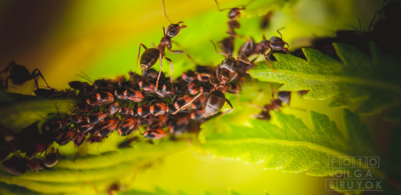 Morgendlichen Melken