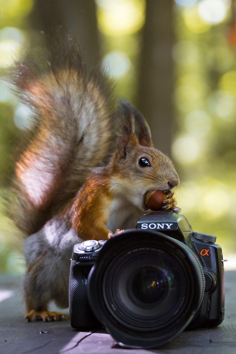 Squirrel Fotograf