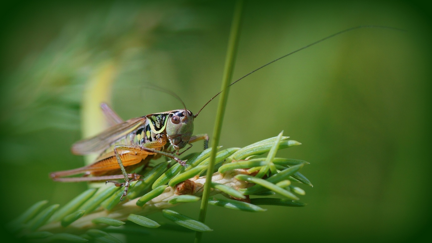 Auf dem Weihnachtsbaum Grashüpfer setzte ....