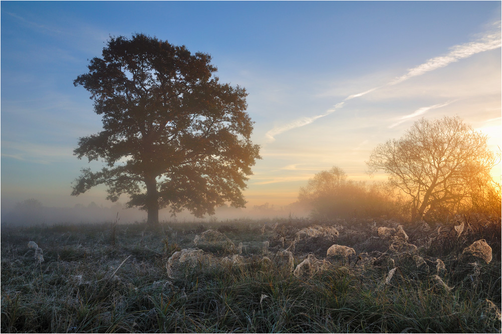 Auf nityah weiß web ...