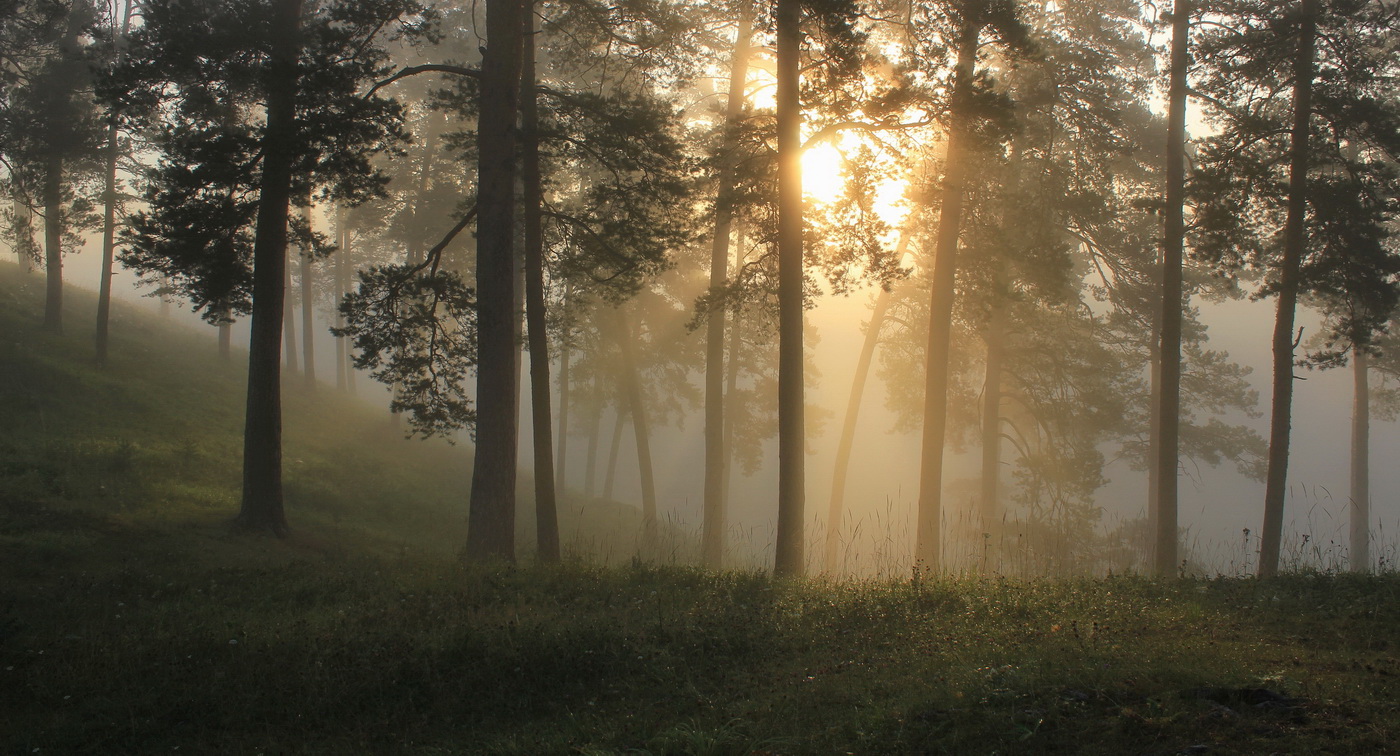 Morgen in einem Kiefernwald