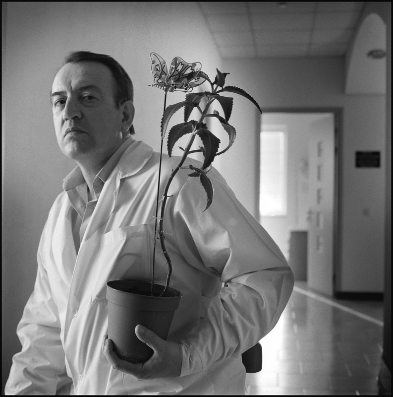 Portrait eines Schmetterlings