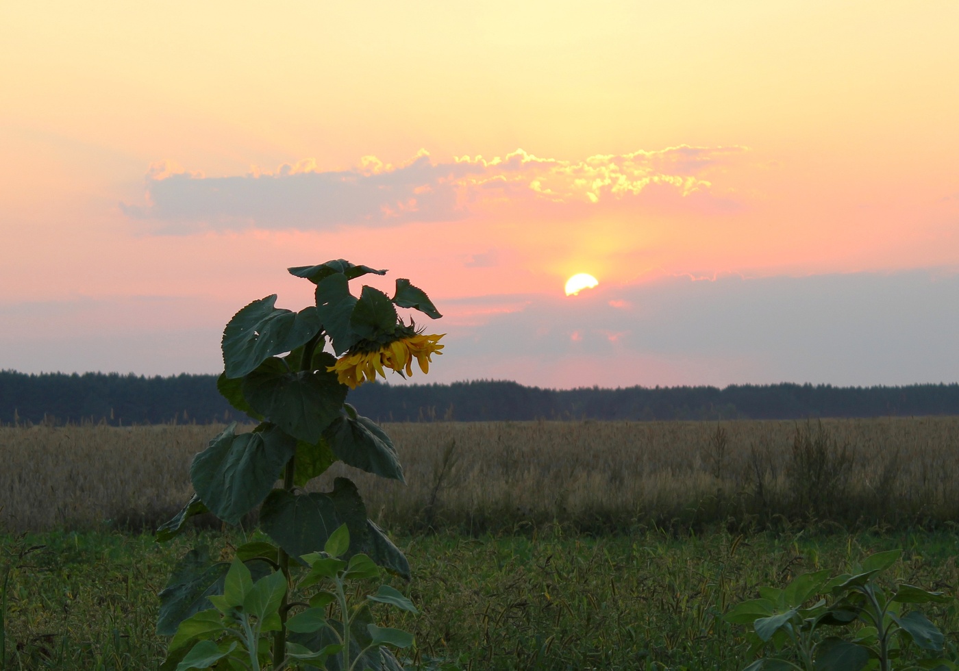 Ein ruhiger Abend im August