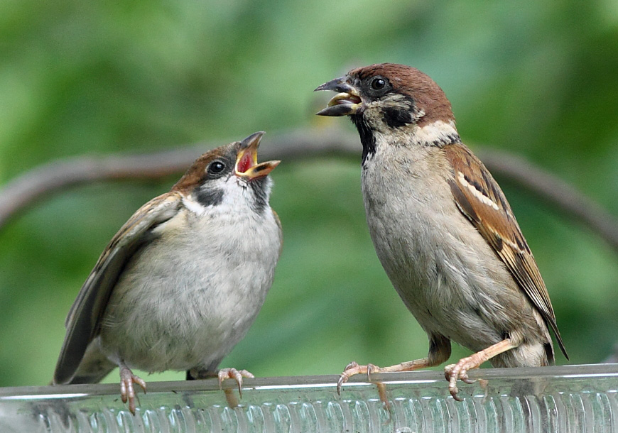 Kindheit Kisa Vorobyaninov