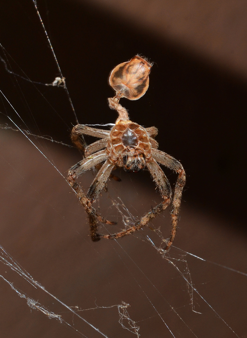 Männlich oder weiblich? Er verließ ohne sich zu verabschieden.