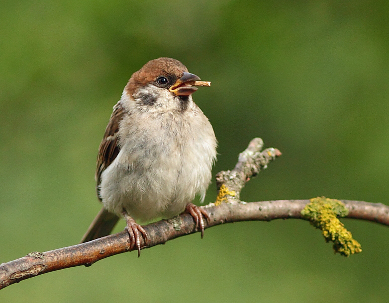 Nicht Marlborough, aber immer noch ...