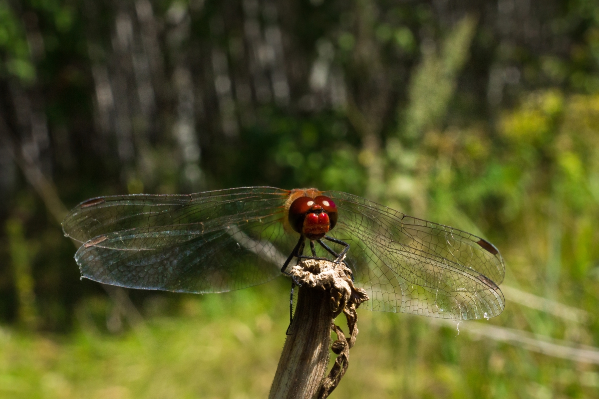 Dragonfly