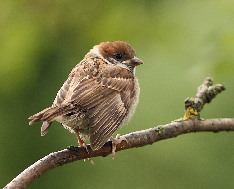 Ich fühlte mich traurig ...