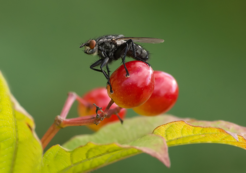 Mädchen auf dem Ball