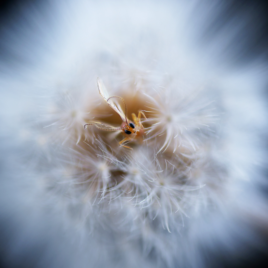 Portal für die Elfen