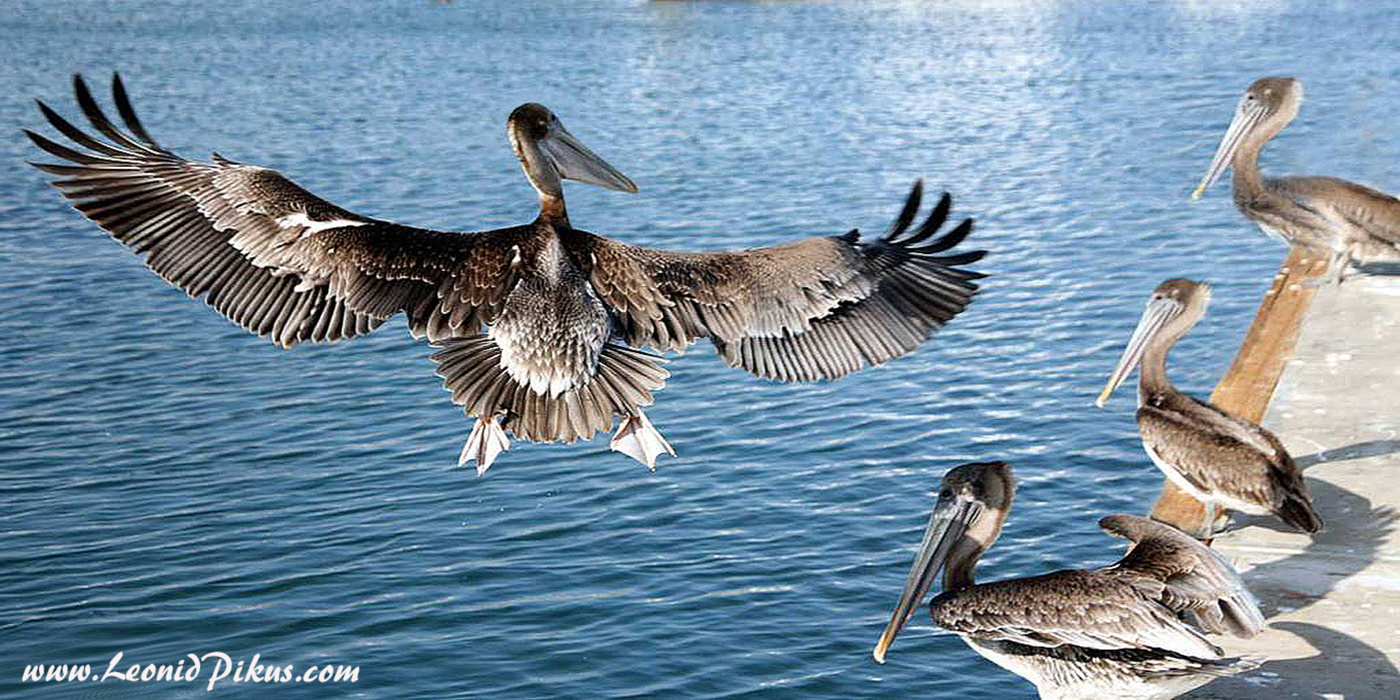 * Demonstration Performances *