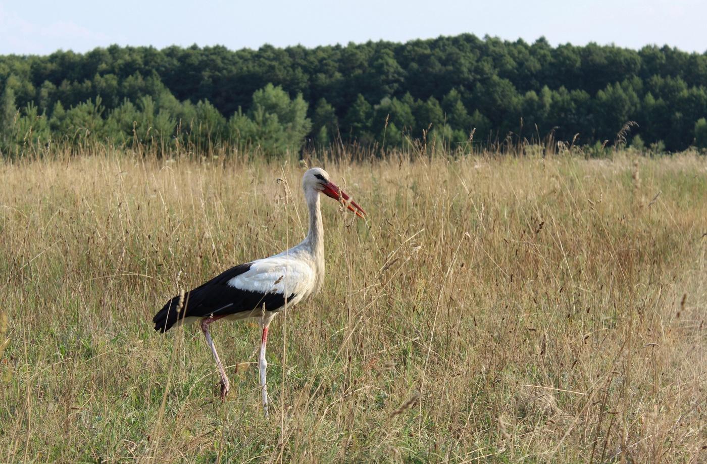 In Ruhe gesetzte ...