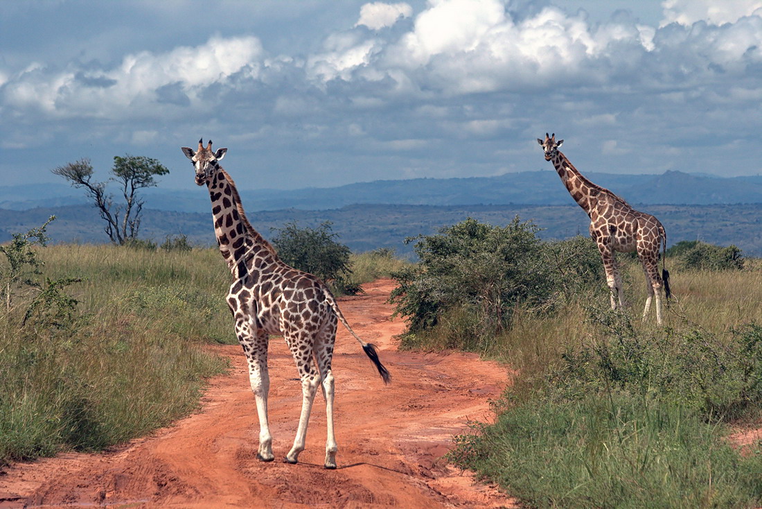 Distant und so nah an Afrika