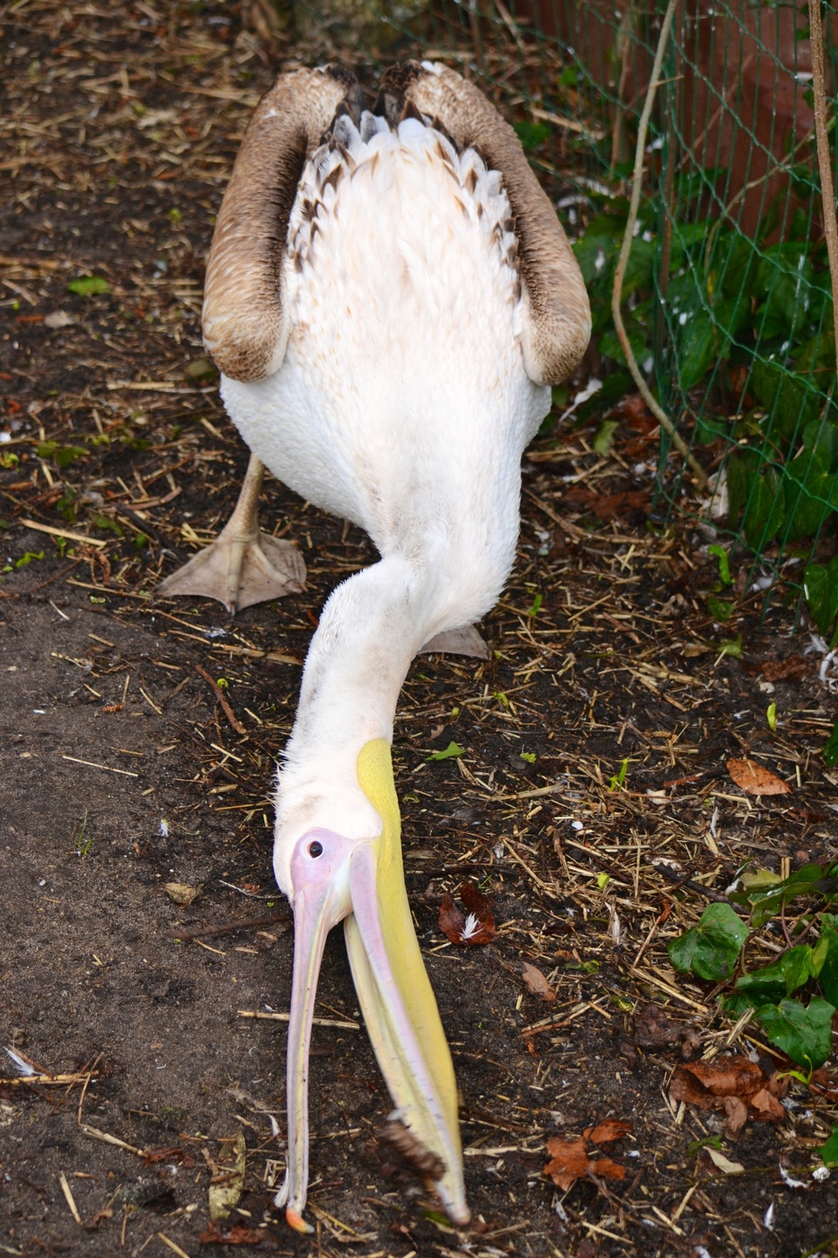 gorEzont überschwemmt