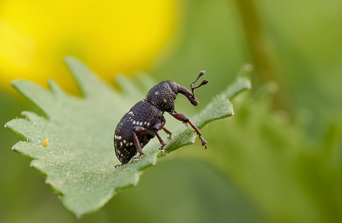 Weevil