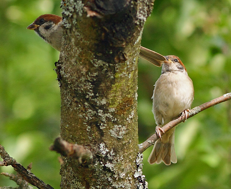 "Damen und Herren, ist dein Schwanz schön ..."