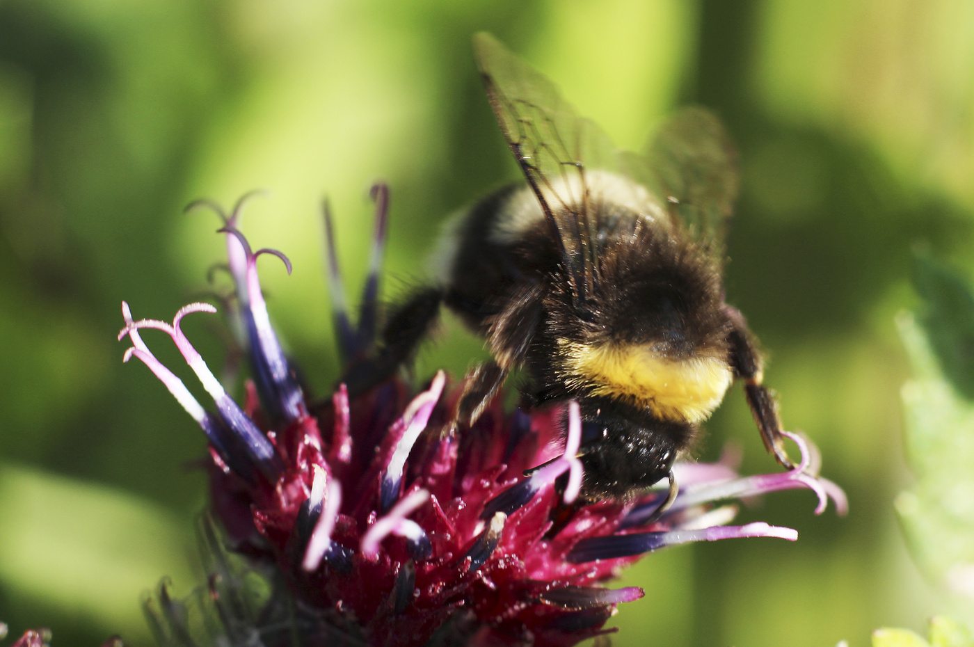 Shaggy bumblebee