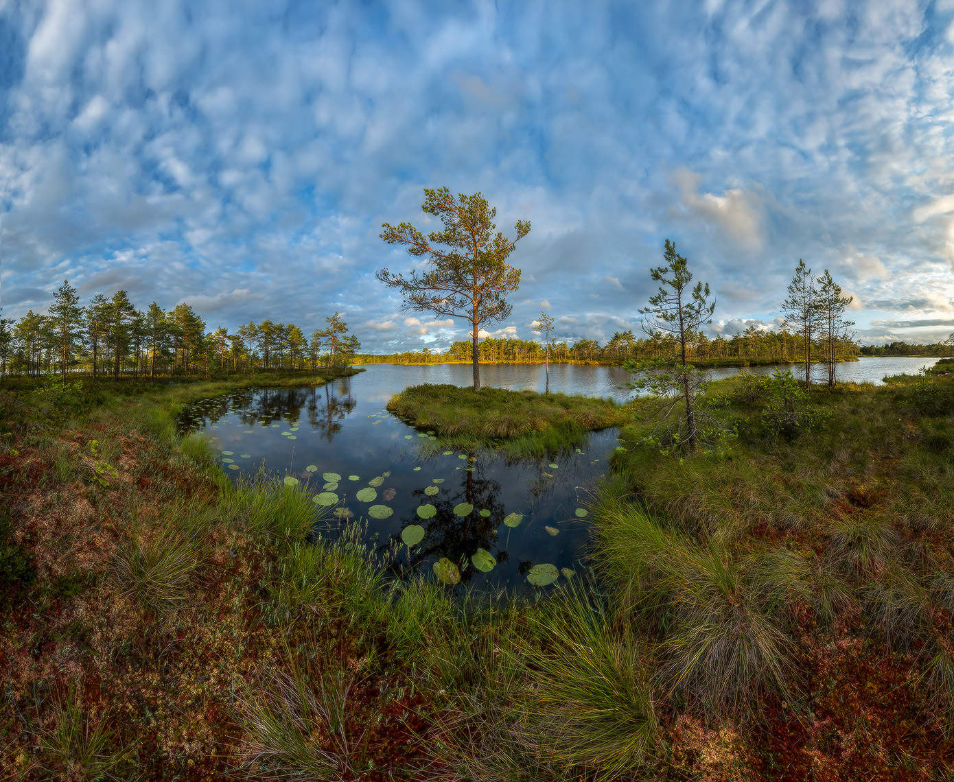 Colorful nördlichen Sommer!
