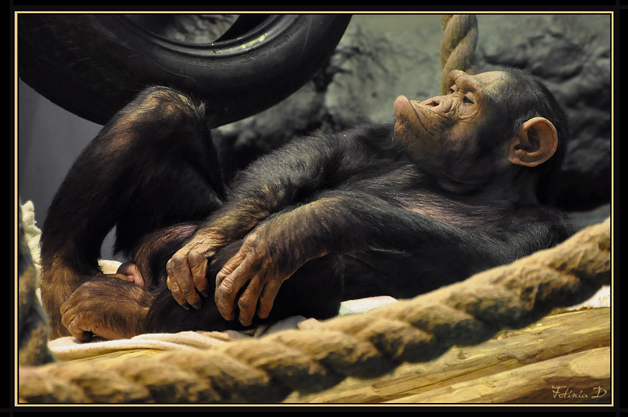 Sie sieht aus wie ein Affe!