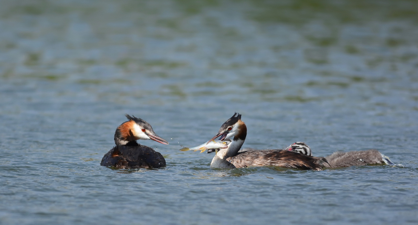 Große Stücke und Mund gefallen.