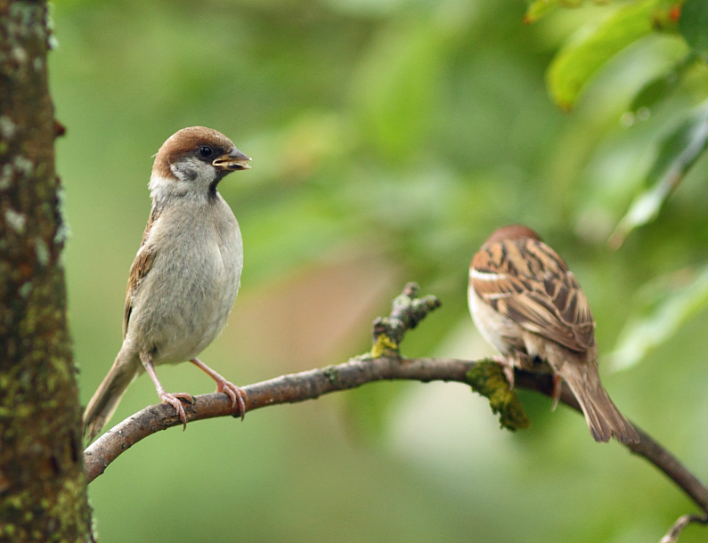 Wer in der Welt ist die stärkste?