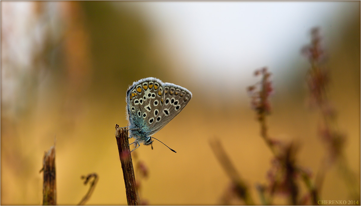 Kupfer-Schmetterling