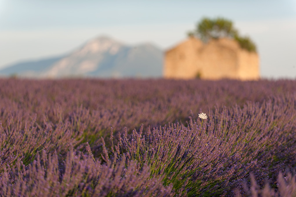 Lavendel Sonnenuntergang